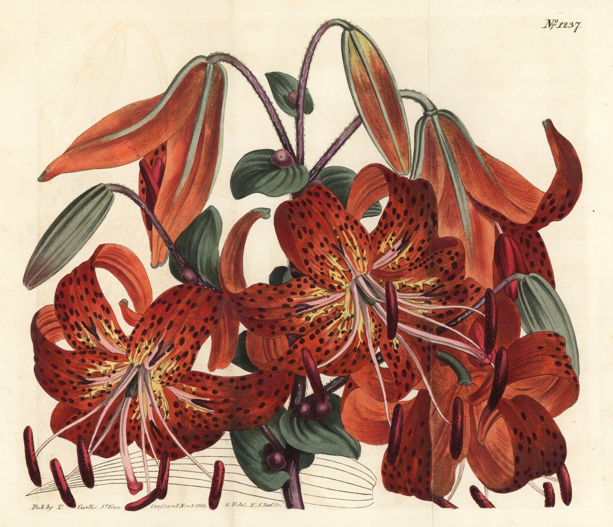 Kaplan zambağı - Kaplan zambağı, Lilium lancifolium (Tyger benekli Çin zambağı, Lilium tigrinum). William Curtis