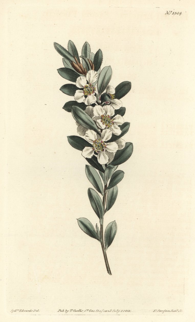 Ağaç veya Avustralya mersini - Kıyı çay ağacı, Leptospermum laevigatum (Pürüzsüz kumaş, Fabricia laevigata). William Curtis