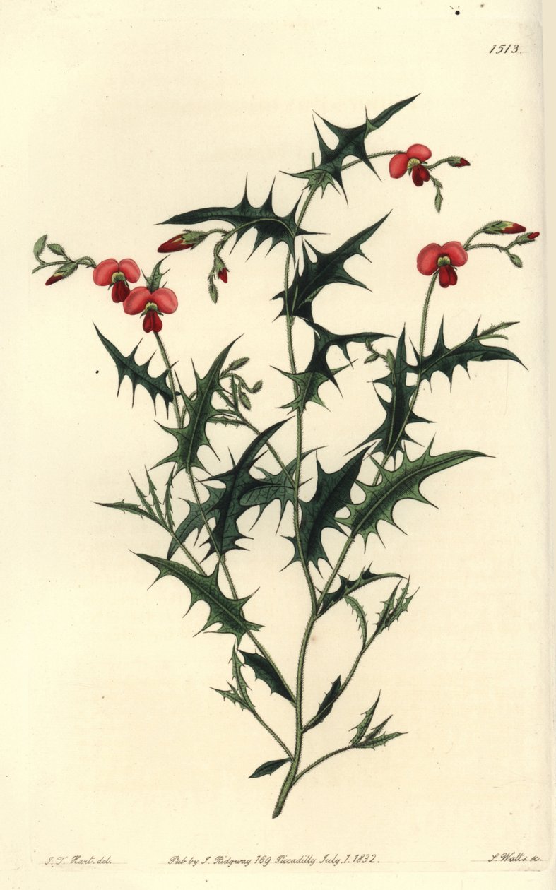 Üçgen korozema, Chorozema triangulare. J.T.