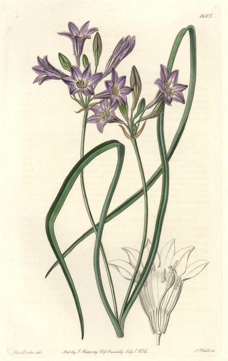 Triteleia ou brodiacea lache - Sarah Anne Drake