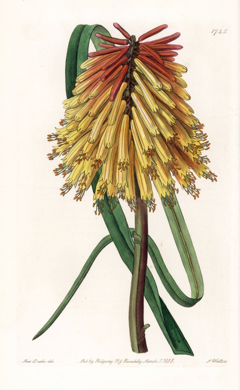 Tritome uzun bir demet veya şeytanın tison - S.Watts tarafından oyulmuş plaka, Sarah Anne Drake (1803-1857), Sydenham Edwards Botanik Kaydı