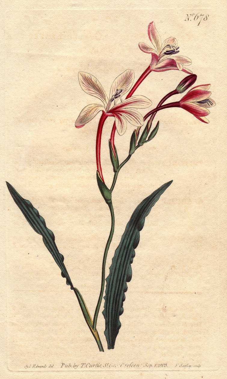 Tritonia, Güney Afrika