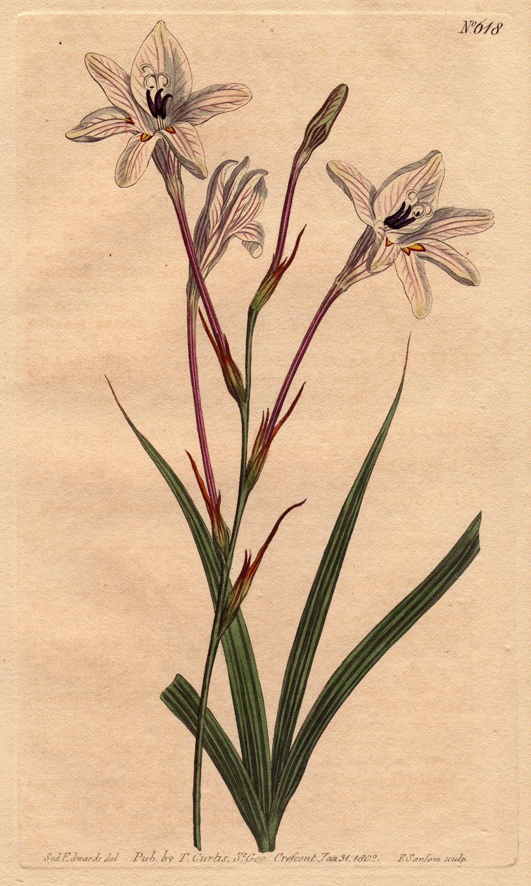 Tritonie, pembe ayaklı ve gül damarlı beyaz çiçekleri olan uzun bir tüpe sahiptir. Pembe sapları ve pembe damarlı beyaz çiçekleri olan uzun tüplü tritonia.Tritonia capensis. Will