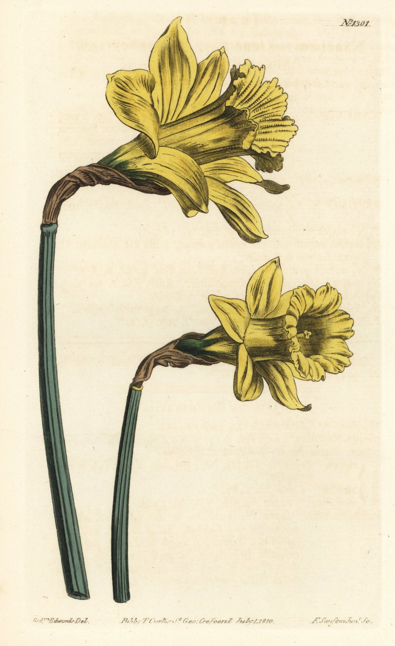 Trompet nergis, Narcissus hispanicus (Büyük sarı İspanyol nergis, Nergis majör). William Curtis