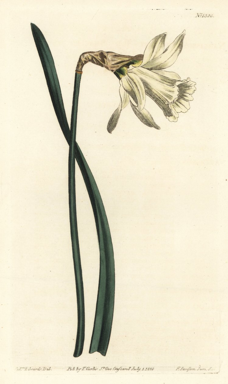 Trompet nergis - Daha küçük beyaz İspanyol nergisi, Narcissus pseudonarcissus subsp. moschatus (Narcissus moschatus). William Curtis