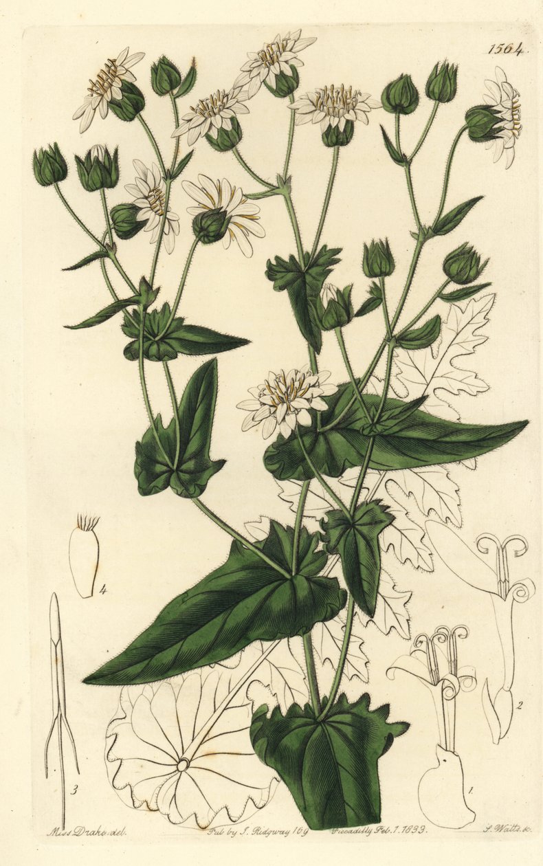 Şalgam yapraklı misk-acı, Moscharia pinnatifida. Sydenham Edwards