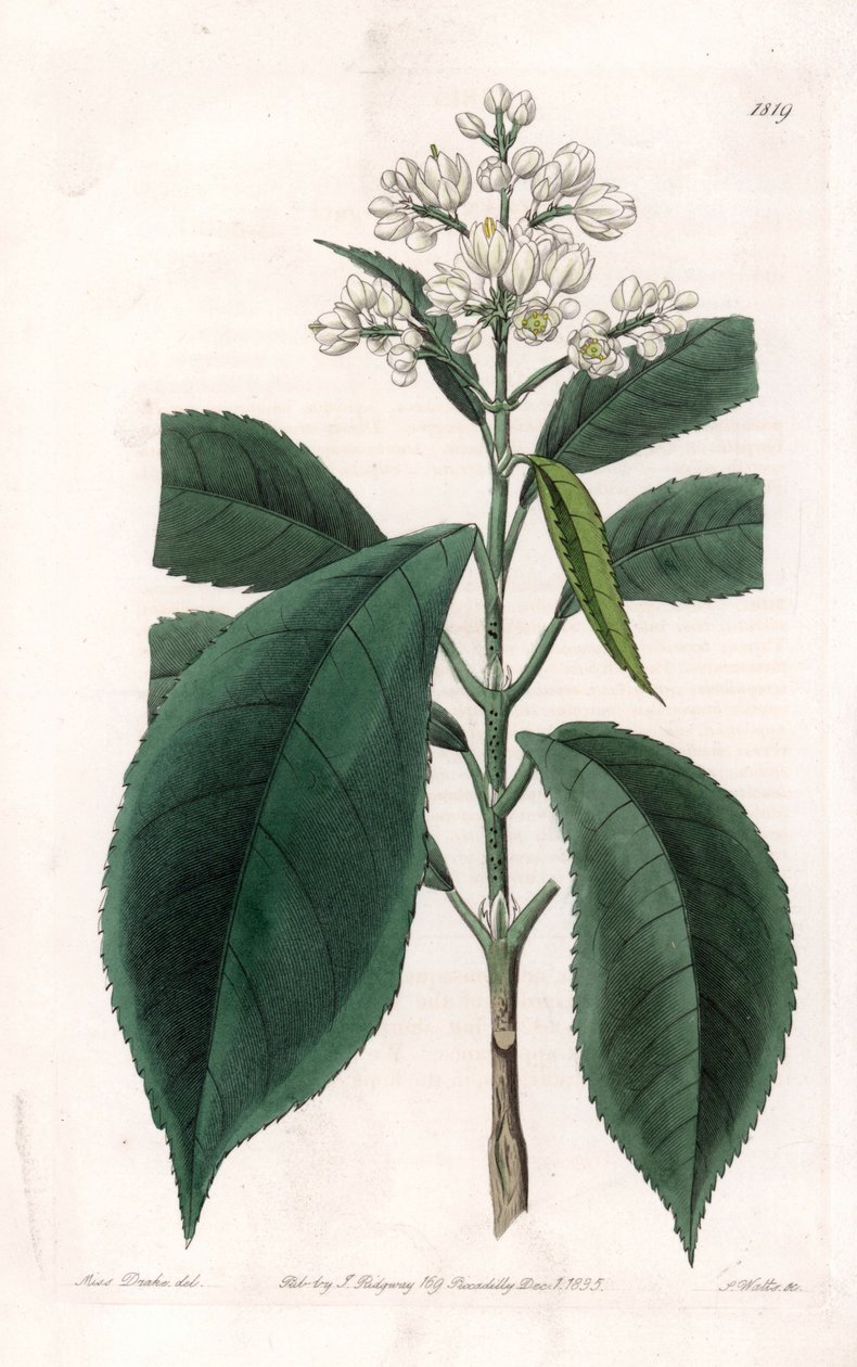 Turpinia Variete - S.Watts tarafından oyulmuş plaka, Sarah Anne Drake (1803-1857), Sydenham Edwards Botanik Kaydı