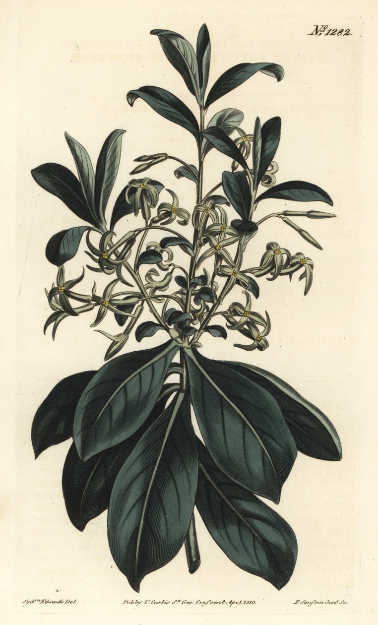 İkiz çiçekli defne, Daphne pontica. William Curtis
