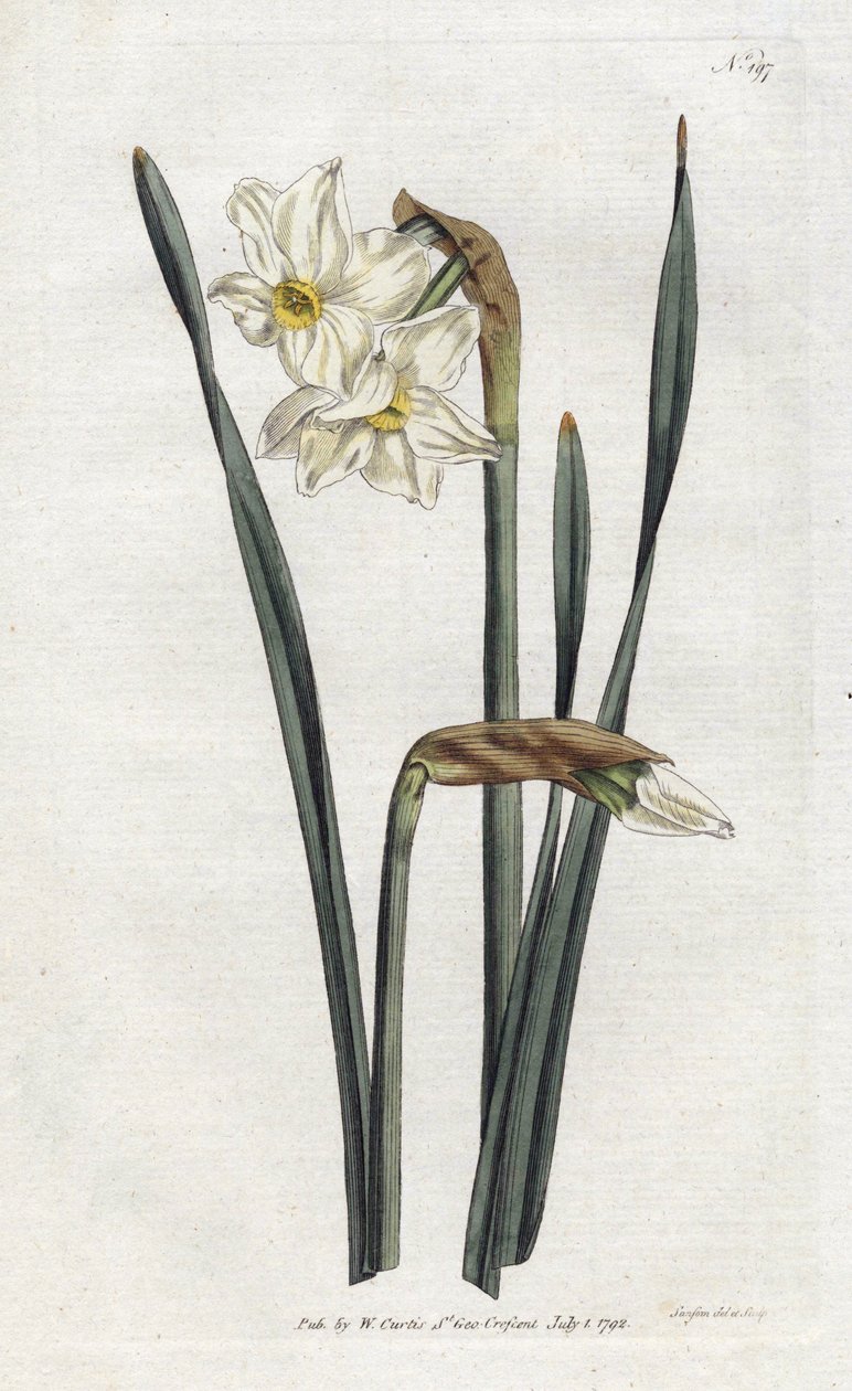 İki çiçekli Nergis - Sydenham Edwards (1768-1819) tarafından litografi, William Curtis