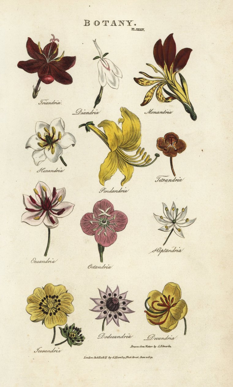 Çiçek türleri: Triandria, Diandria, Haskatria, Pendandria, Tetrandria, vb. John Mason Good