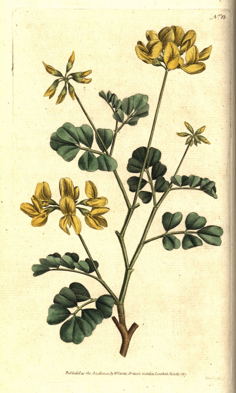 Valencia Coronilla - Akrep fiğ, Coronilla valentina subsp. glauca (Deniz yeşili veya gündüz kokulu koronilla, Coronilla glauca). William Curtis