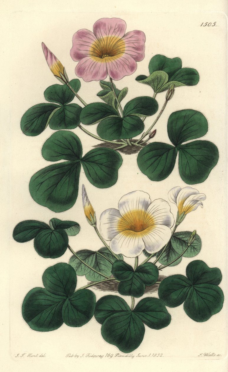 Değişken oxalis, Oxalis variabilis (Oxalys purpurea). J.T.