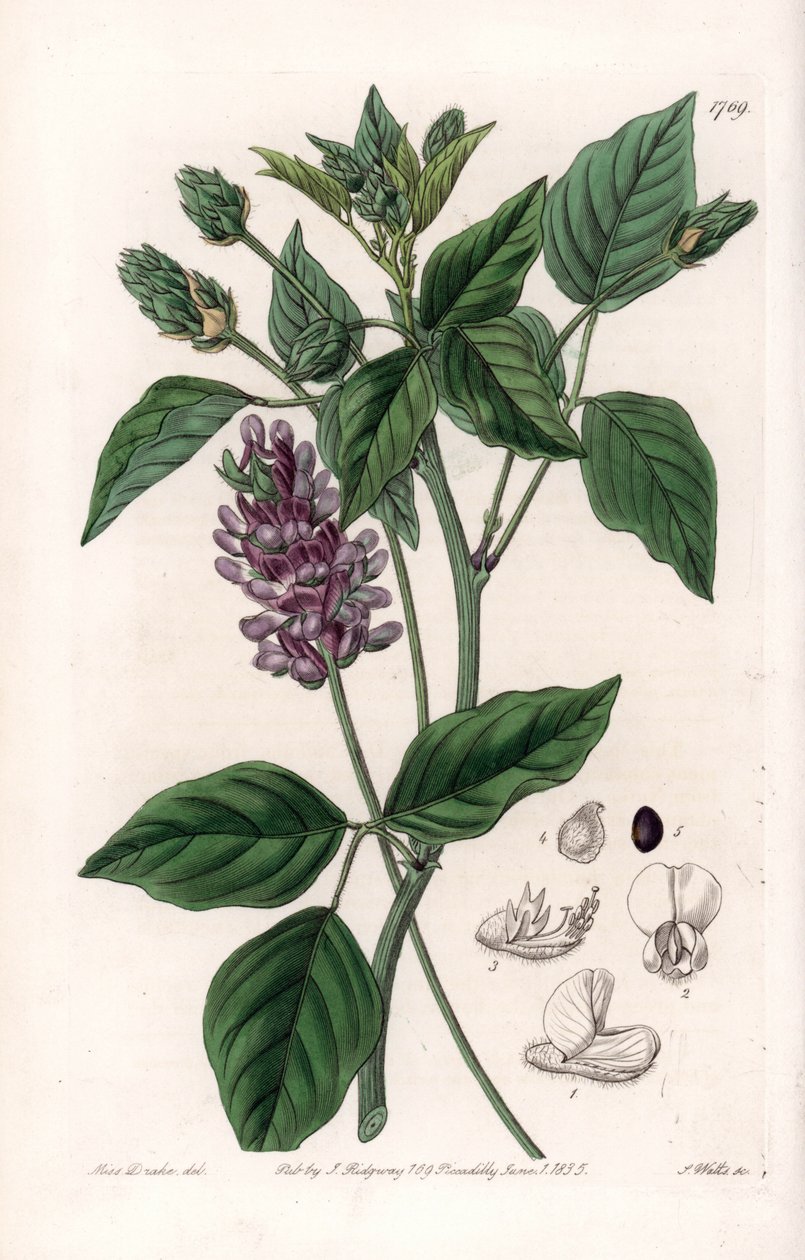 Variete de Psoralea - S.Watts tarafından oyulmuş tahta, Sarah Anne Drake (1803-1857), Sydenham Edwards Botanik Kaydı
