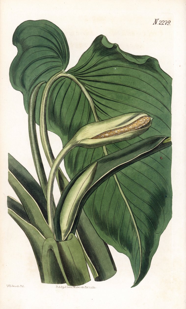 Variete de calla ou arum - Aromatik calla, Homalomena aromatica (Calla aromatica). Samuel Curtis