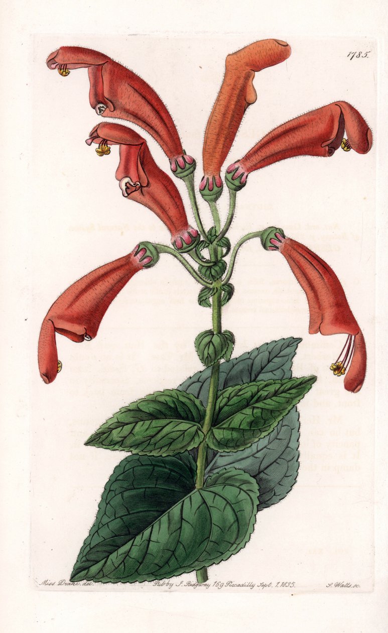 Variete de gesneria, tüplerde bir çiçek - Sydenham Edwards Botanik Kaydı