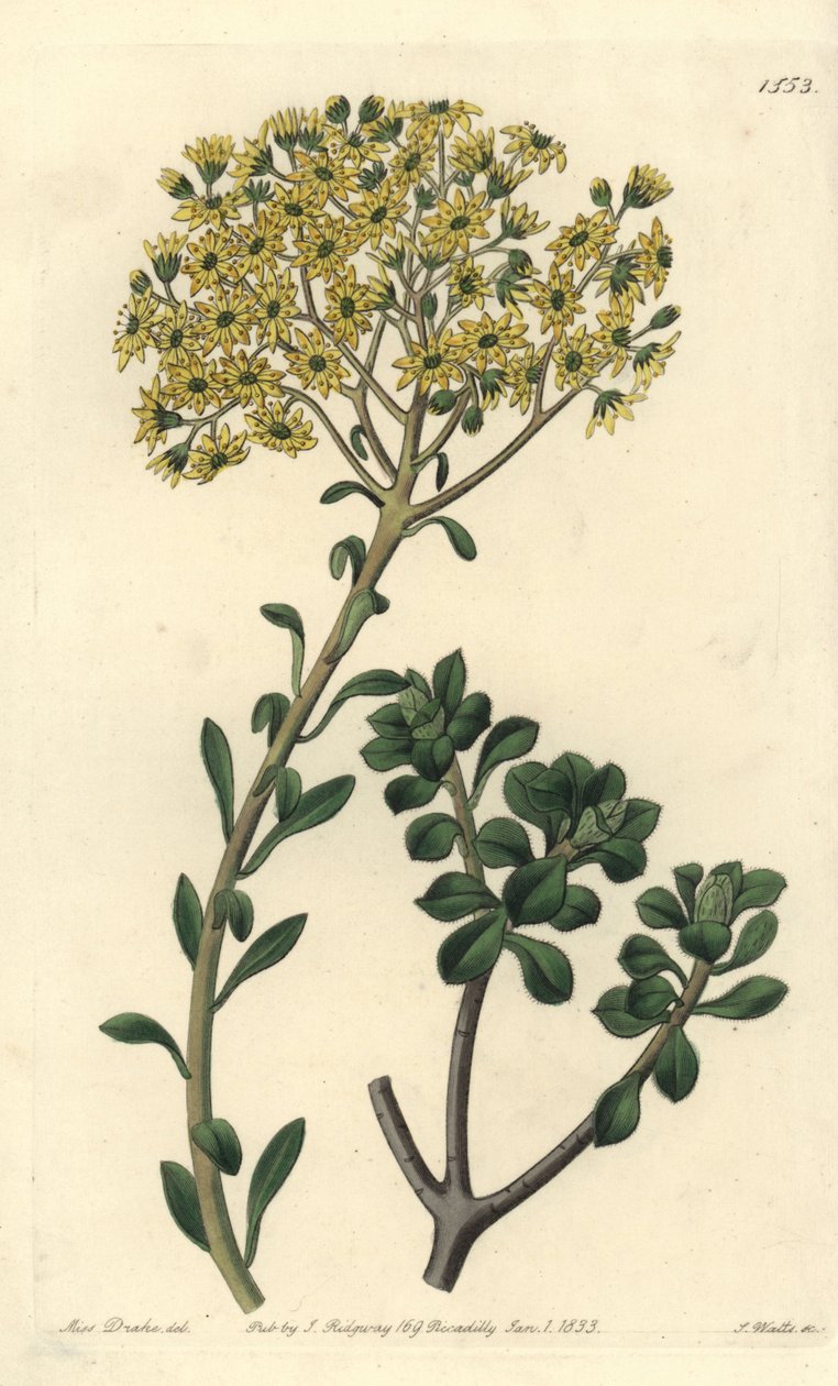 Variete de joubarb - Villous houseleek, Sempervivum villosum. Sydenham Edwards