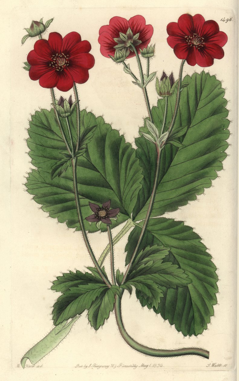 Cinquefoil çeşidi - Russell