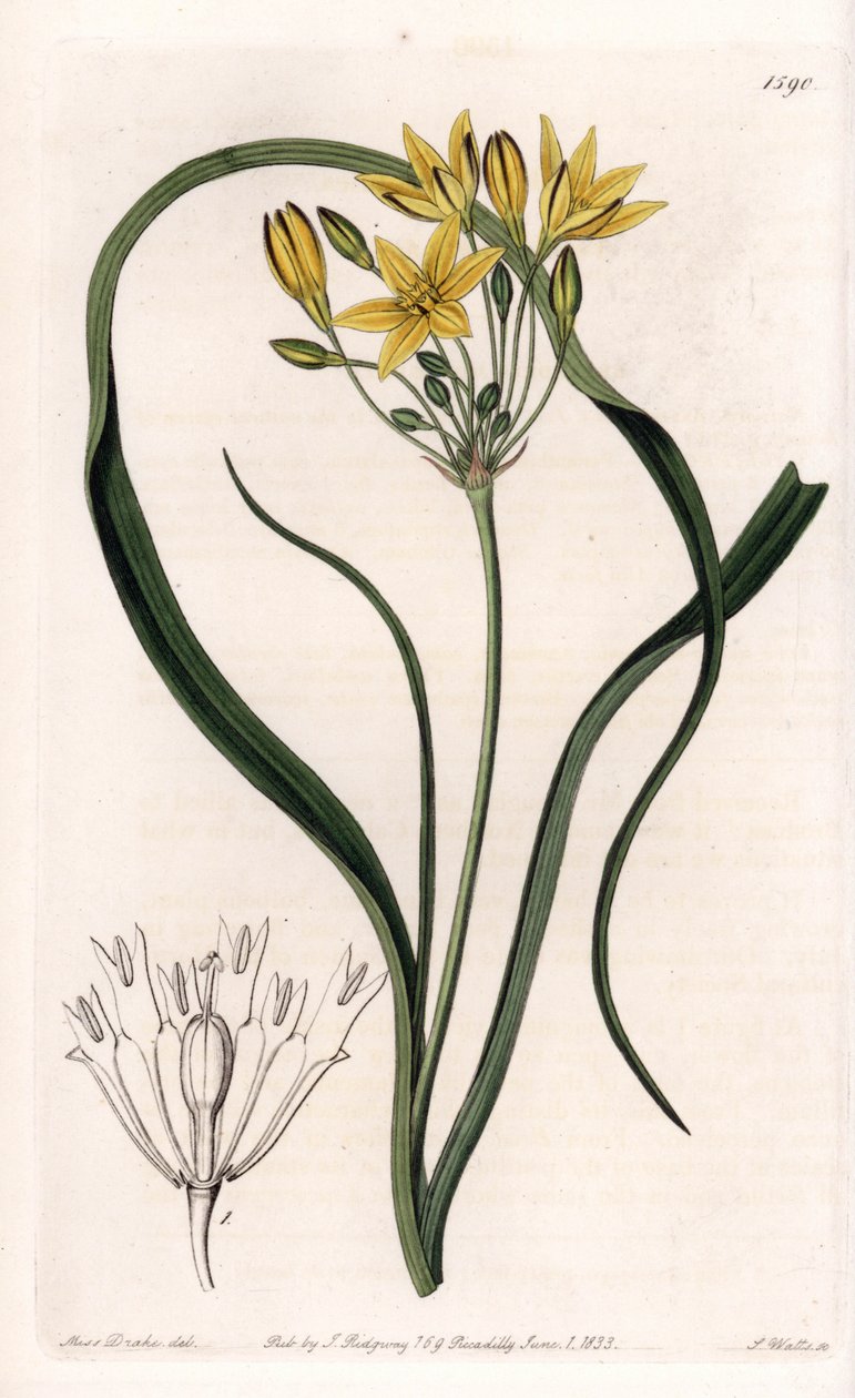 Triteleia veya brodeleia çeşidi, sarı çiçekli, Kaliforniya