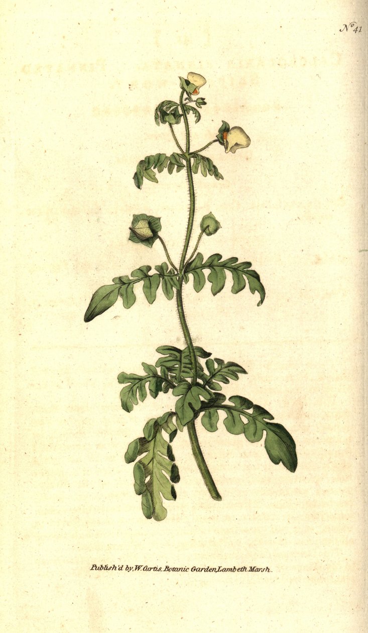 Kalseolar çeşidi - Pinnated terlik-wort, Calceolaria pinnata. William Curtis