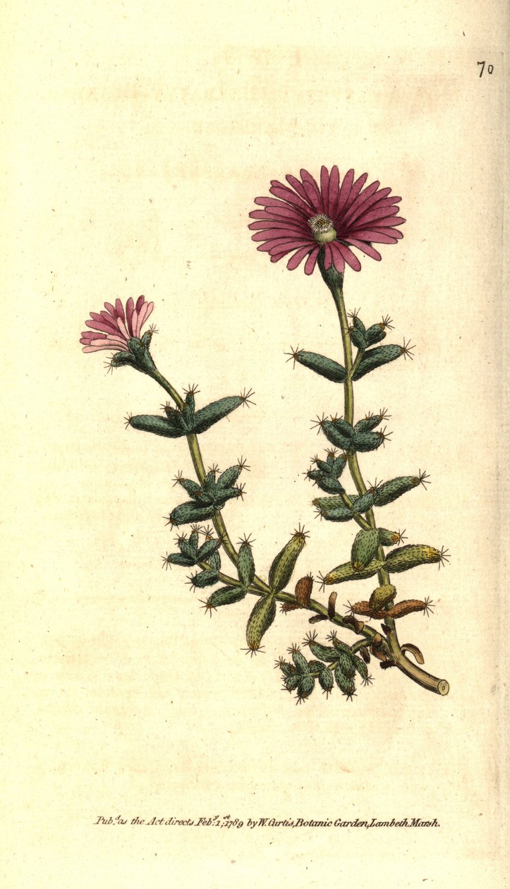 Ficoid çeşidi - Sakallı incir kadife çiçeği, Mesembryanthemum barbarum. William Curtis