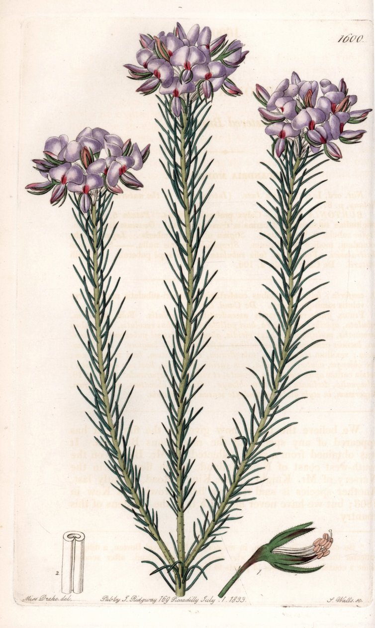Avustralya