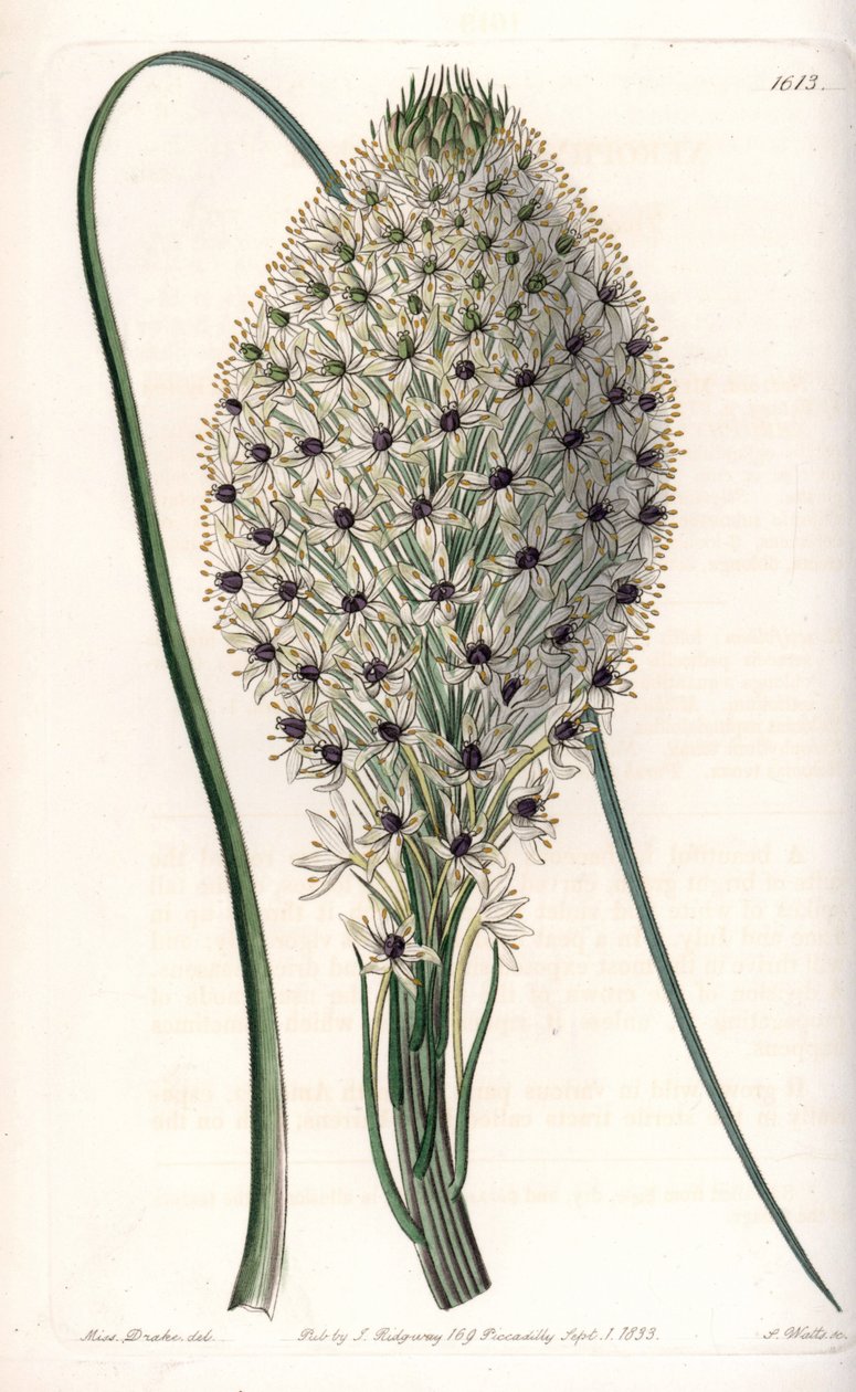 Liliacee çeşidi (Helonias asphodeloides) - S.Watts tarafından oyulmuş, Sarah Anne Drake (1803-1857), Sydenham Edwards Botanik Sicilinden (1768-1819), İngiltere by Sydenham Teast Edwards