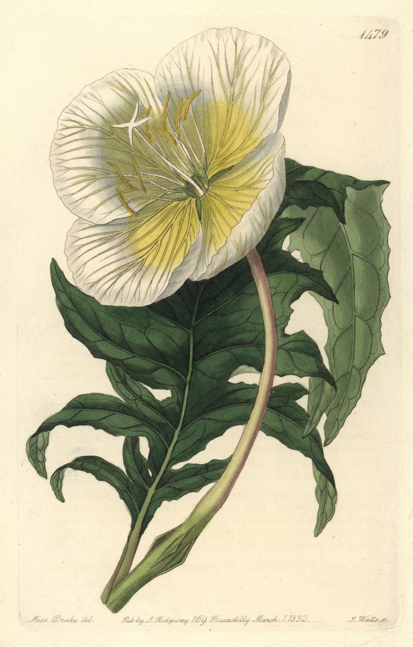 Eşek veya çuha çiçeği ile oenothere veya çimen çeşidi - Beyaz dik akşam çuha çiçeği, Oenothera anisoloba. Sydenham Edwards