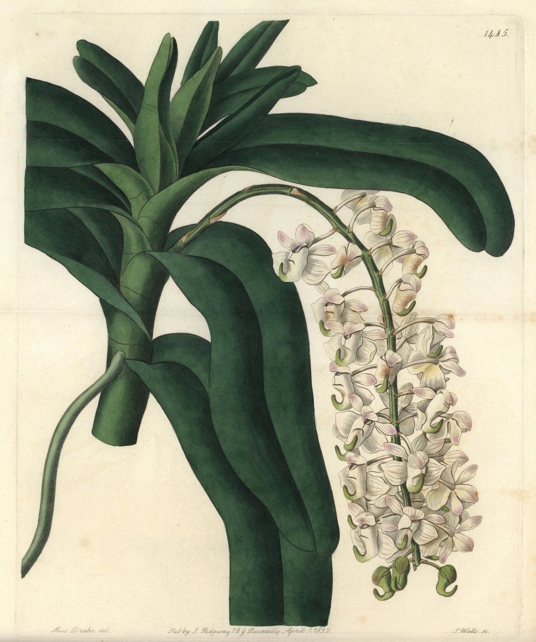 Jamaika merhemi olarak bilinen orkide epidendrum çeşidi - Tilki fırçası orkide veya boynuz çiçekli hava bitkisi, Aerides cornutum. Sydenham Edwards
