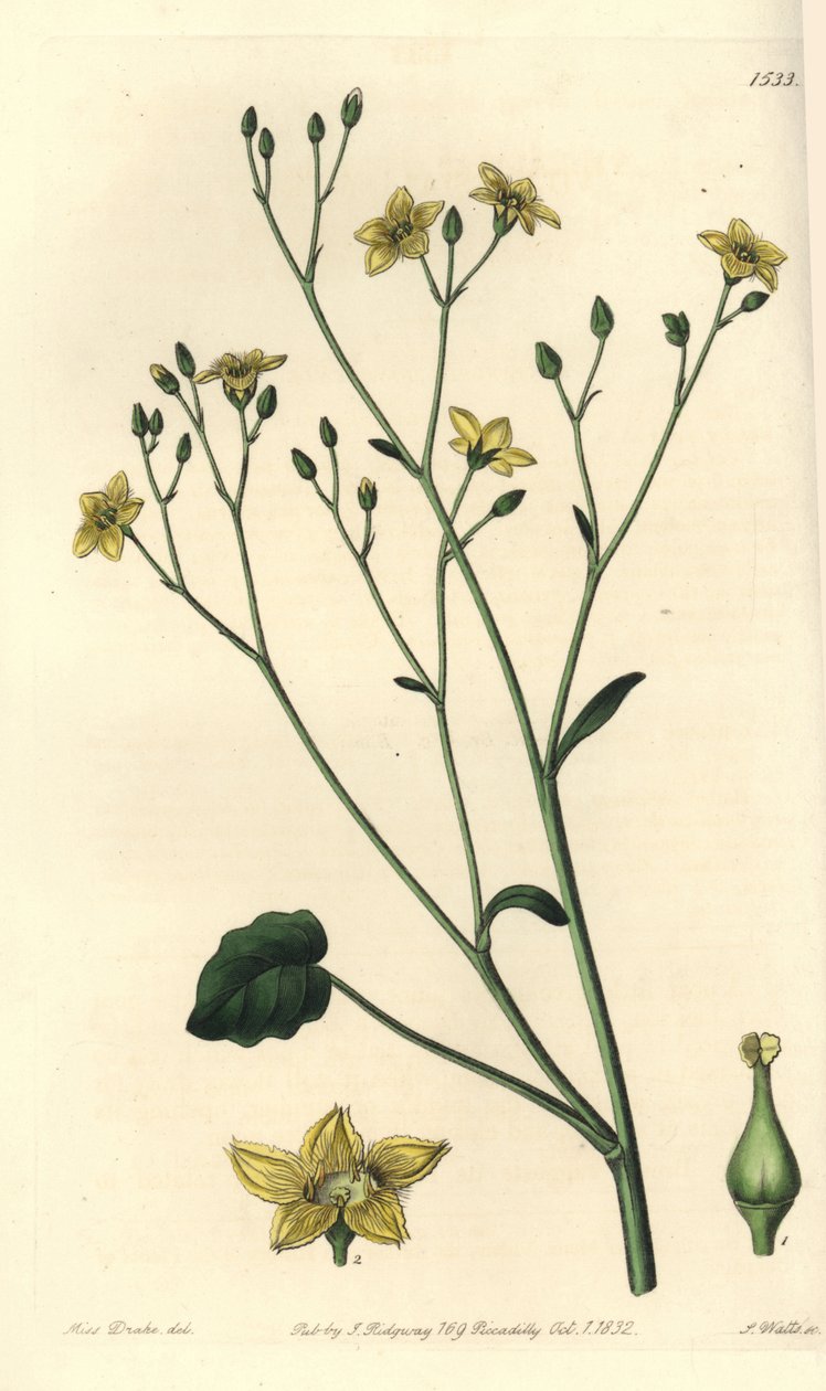 Avustralya