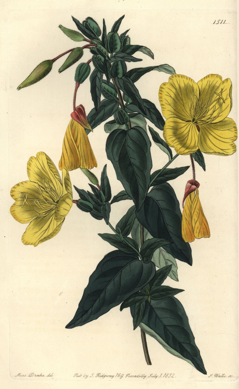 Çuha çiçeği veya eşekli çimen çeşitleri - Çuha çiçeği, Oenothera fruticosa subsp. glauca (Glaucous oenothera, Oenothera glauca). Sydenham Edwards'tan Bayan Sarah Drake'in bir illüstrasyonundan sonra S. Watts tarafından elle boyanmış bakır levha gra by Sydenham Teast Edwards