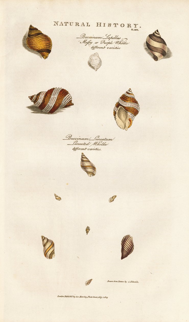 Çeşitli Whelk Türleri by Sydenham Teast Edwards