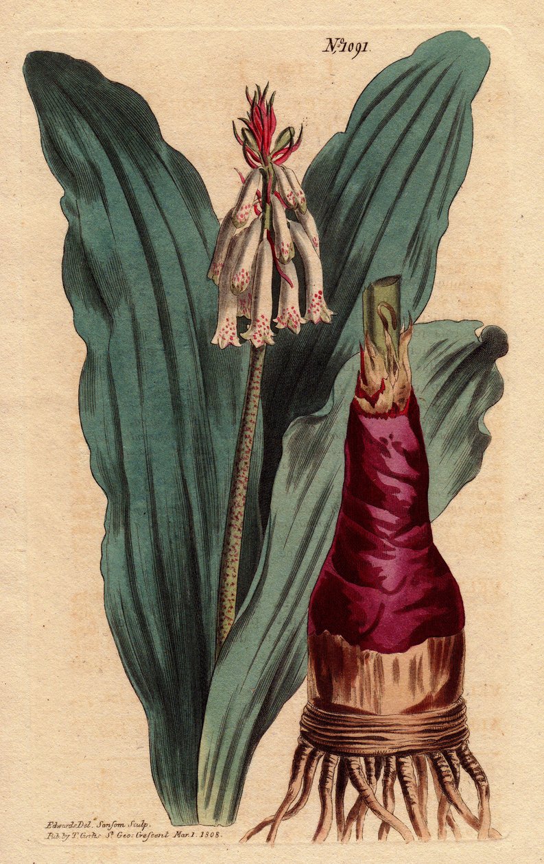 Veltheimia, Good Esperance Burnu