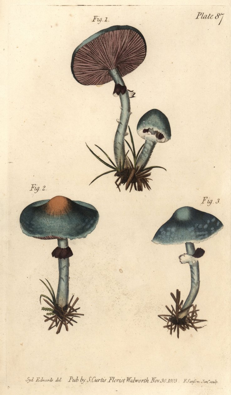 Verdigris mantarı veya verdigris agaric, Stropharia aeruginosa, Fungi, Cryptogamia. Sydenham Edwards