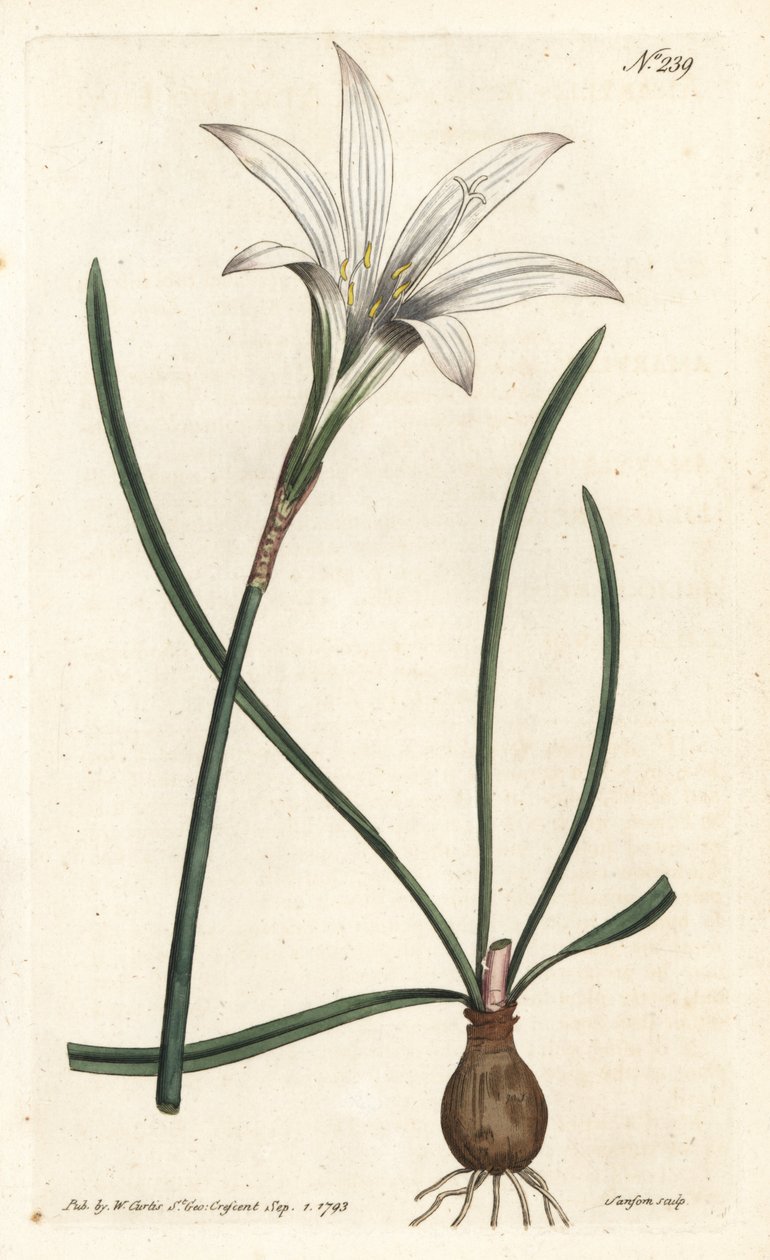 Virginia Amaryllis - Atamasco zambağı, Zephyranthes atamasco (Amaryllis atamasco) - Sydenham Edwards rom William Curtis
