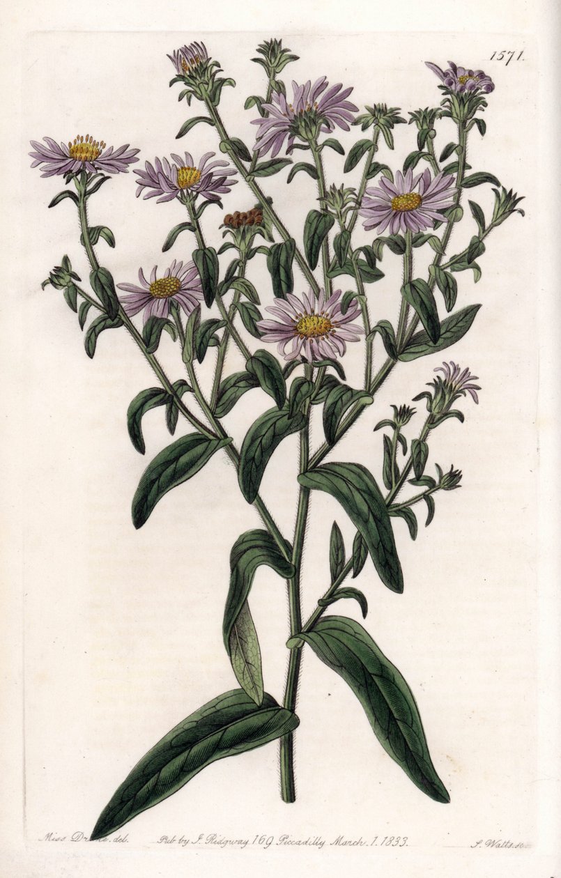 Virginia Aster veya Harvester - S.Watts tarafından oyulmuş plaka, Sarah Anne Drake (1803-1857), Sydenham Edwards Botanik Kaydı