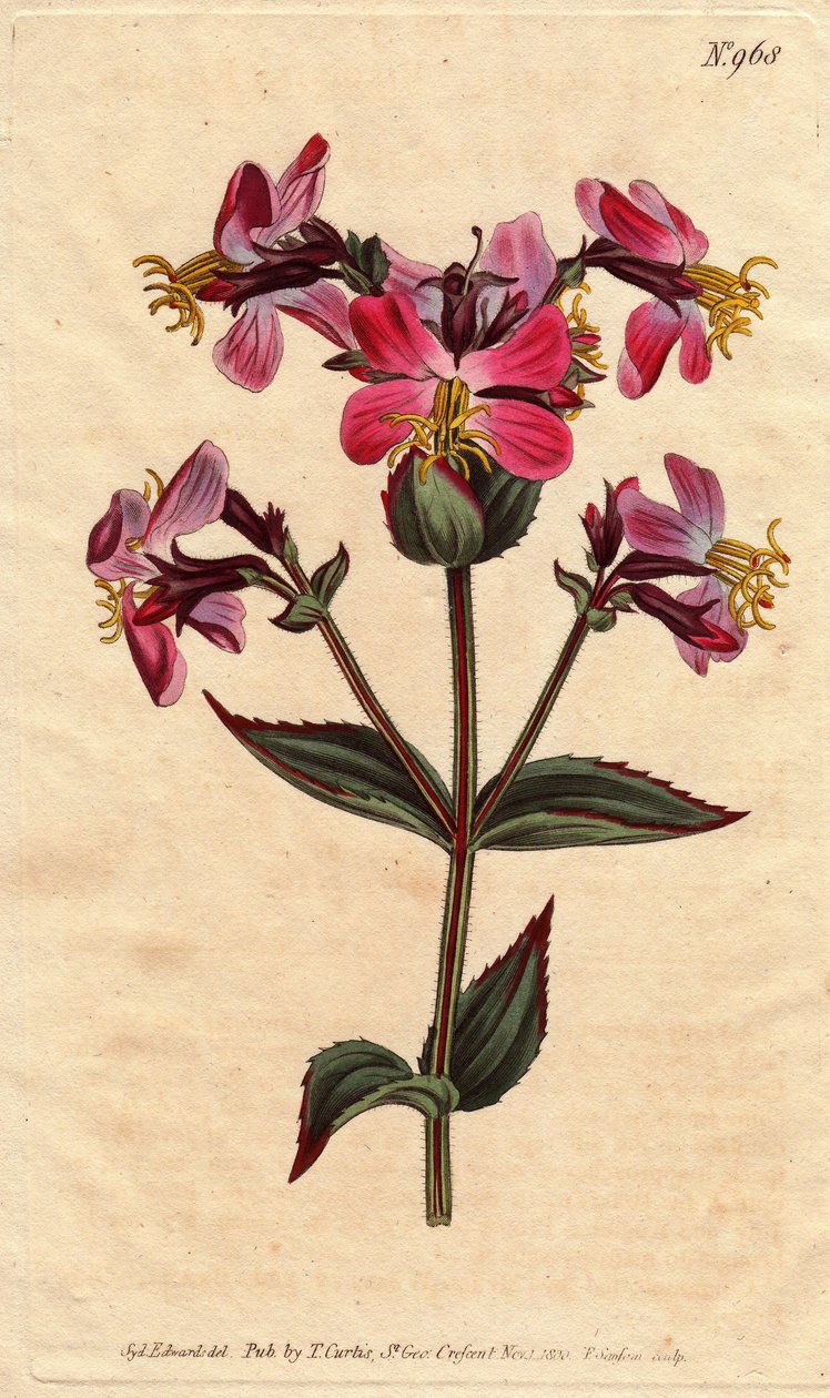Virjinya rhexia, mor ve pembe çiçeklerle, rengarenk pembe ve leylak rengi çiçeklerle Virginian rhexia. Rheksia virginika. William Curtis