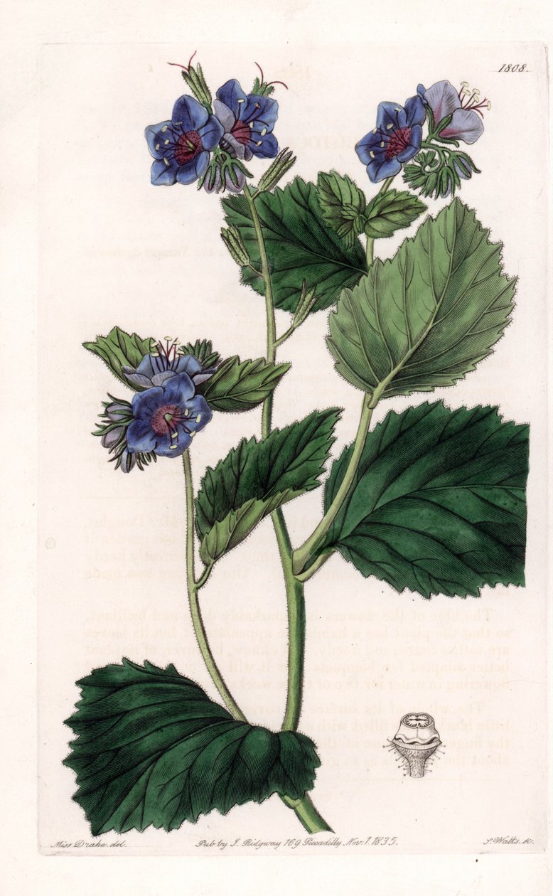 Viskoz Phacelia - S.Watts tarafından oyulmuş plaka, Sarah Anne Drake (1803-1857), Sydenham Edwards Botanik Kaydı