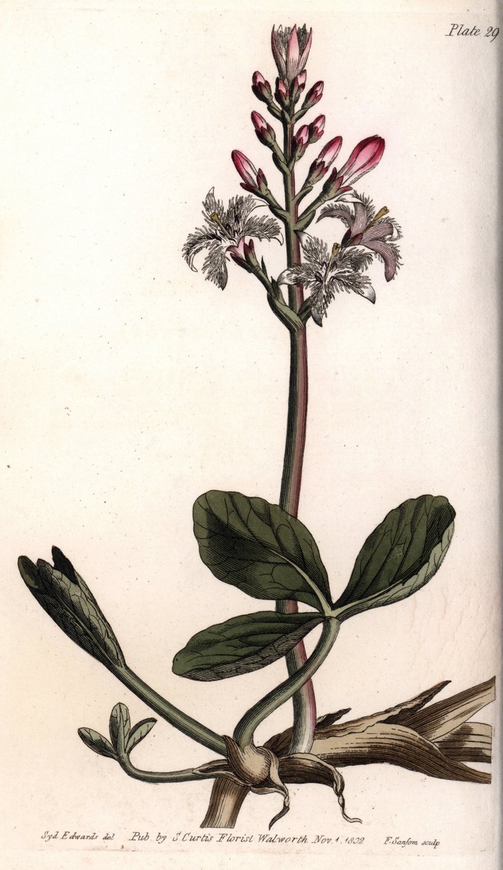 Su trefle veya menyanthe su trefle. Renkli bakır gravür, Sydenham Edwards (1768-1819) tarafından Botanik Konferansları için illüstrasyon, Lambeth Botanik Bahçesi (İngiltere) by Sydenham Teast Edwards