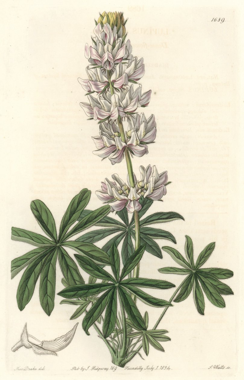 Beyaz çiçekli acı bakla (Lupinus microcarpus), Kaliforniya