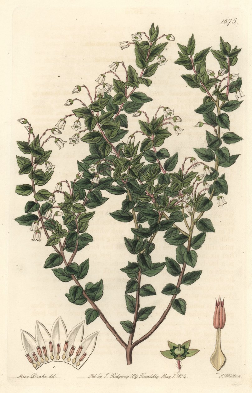Beyaz çiçekli mucronee veya pernettya gaultherie - Botanical Register