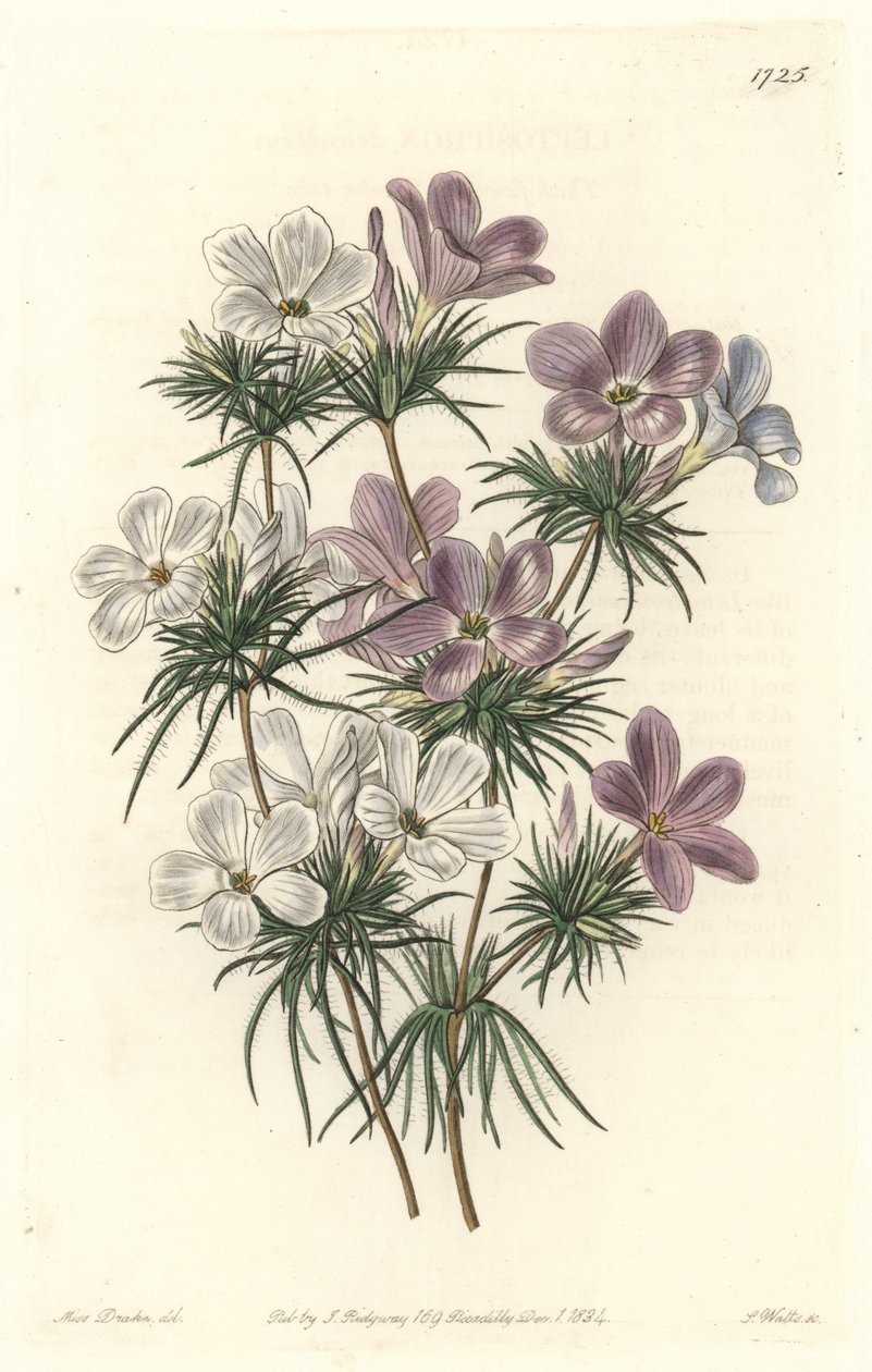 Beyaz ve Mor Leptosifon - Botanical Register