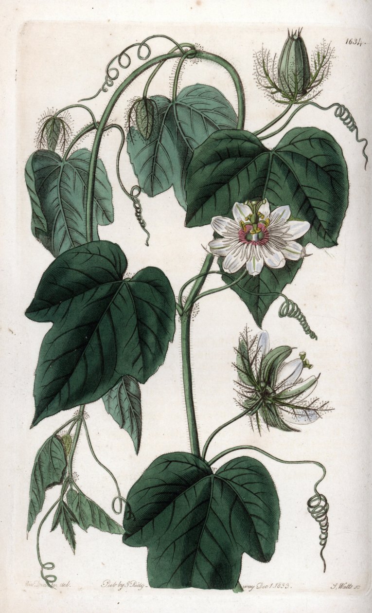Beyaz çiçek çarkıfelek çiçeği - S.Watts tarafından oyulmuş tahta, Sarah Anne Drake (1803-1857), Sydenham Edwards Botanik Kaydı