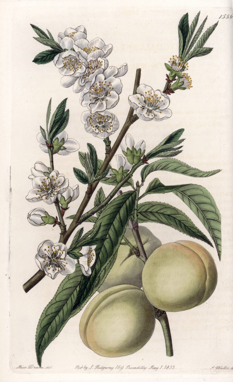 Beyaz pecher - S.Watts tarafından oyulmuş plaka, Sarah Anne Drake (1803-1857), Sydenham Edwards Botanik Kaydı