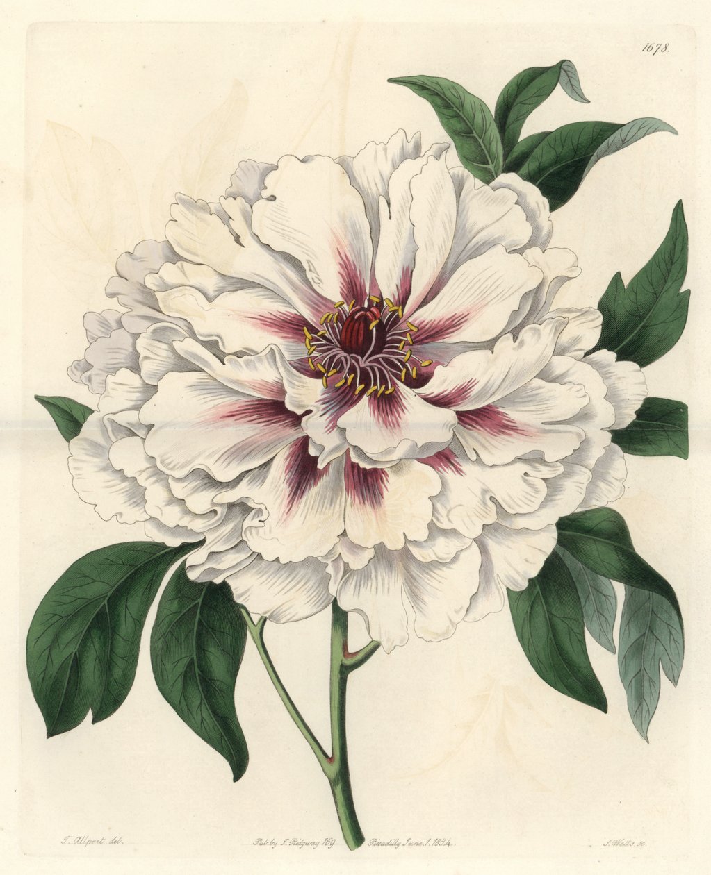 Beyaz çalı şakayık - Botanik Kayıttan Thomas Allport (1804-1879) tarafından bir resimden S. Watts tarafından güçlü su by Sydenham Teast Edwards