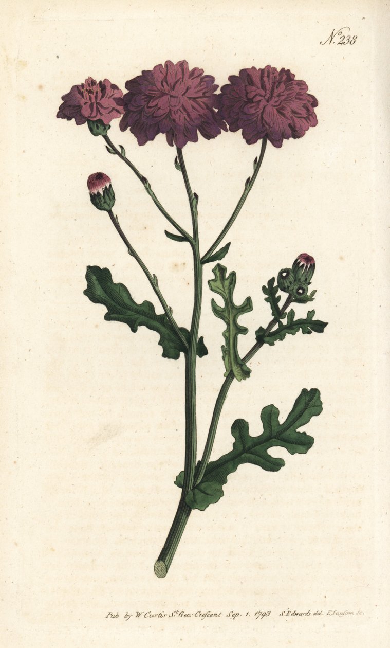 Yabani cineraire - Mor yerfıstığı veya ragwort, Senecio elegans. Sydenham Edwards rom William Curtis