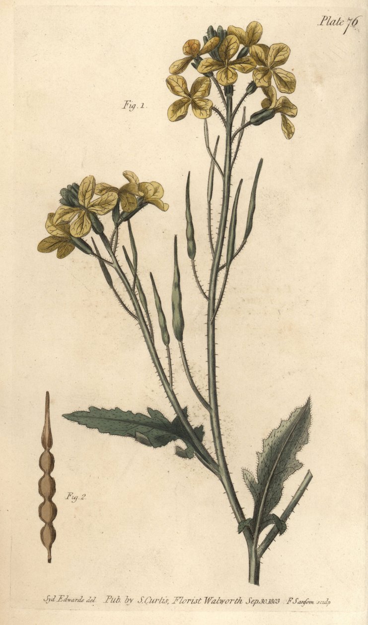 Yabani turp, Raphanus raphanistrum, Siliquosa. Sydenham Edwards