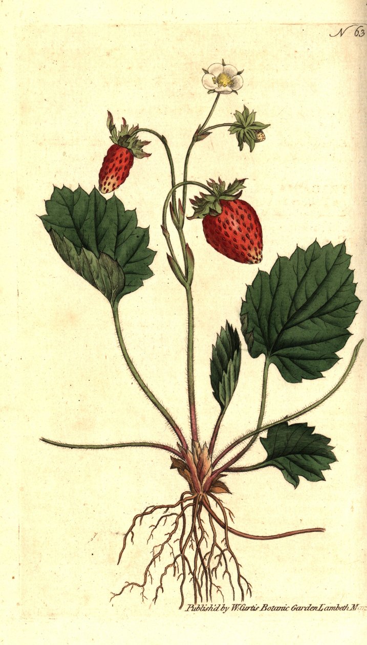 Yaban çileği, Fragaria vesca (Tek yapraklı çilek veya Versailles çileği, Fragaria monophylla). William Curtis