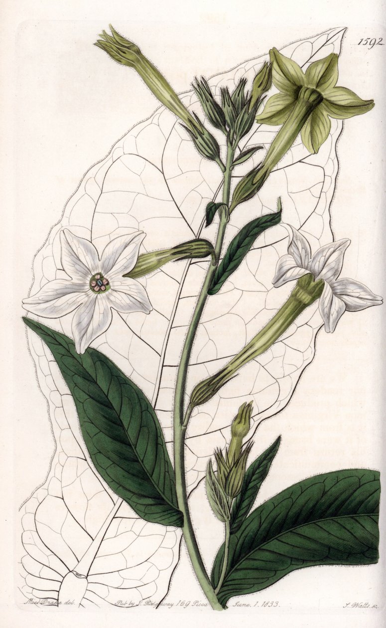 Kanat tütünü veya süs tütünü - S.Watts tarafından oyulmuş plaka, Sarah Anne Drake (1803-1857), Sydenham Edwards Botanik Kaydı