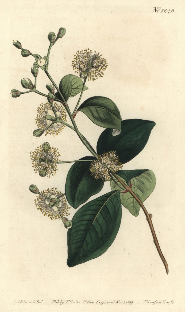 Odun kabuğu - Twinberry, Myrcianthes fragrans (Tatlı kokulu eugenia, Eugenia fragrans). William Curtis