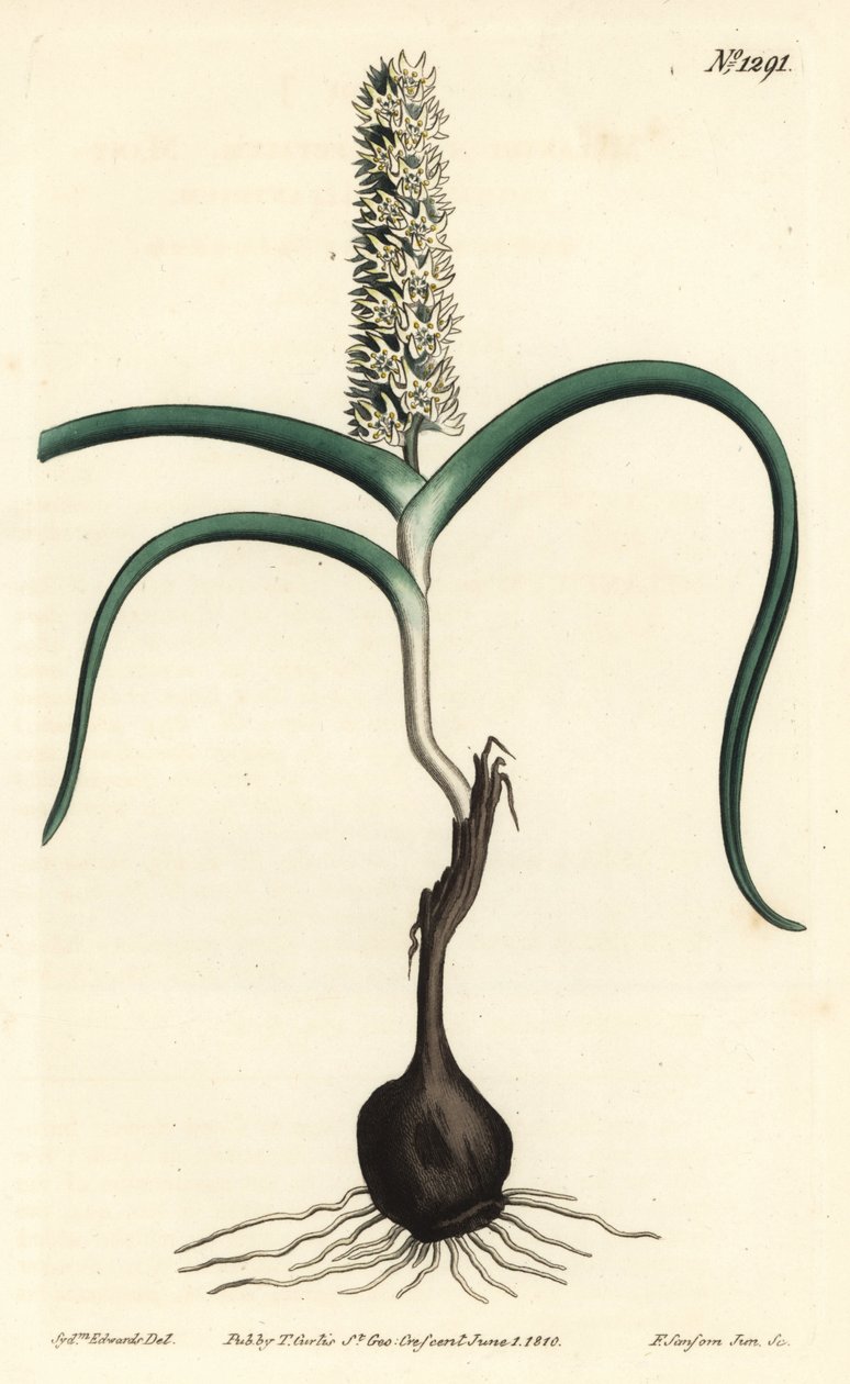 Wurmbea monopetala (Çok çiçekli melanthium, Melanthium monopetalum). William Curtis